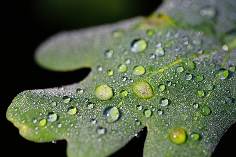 green leaf with dew drops on it on a black background