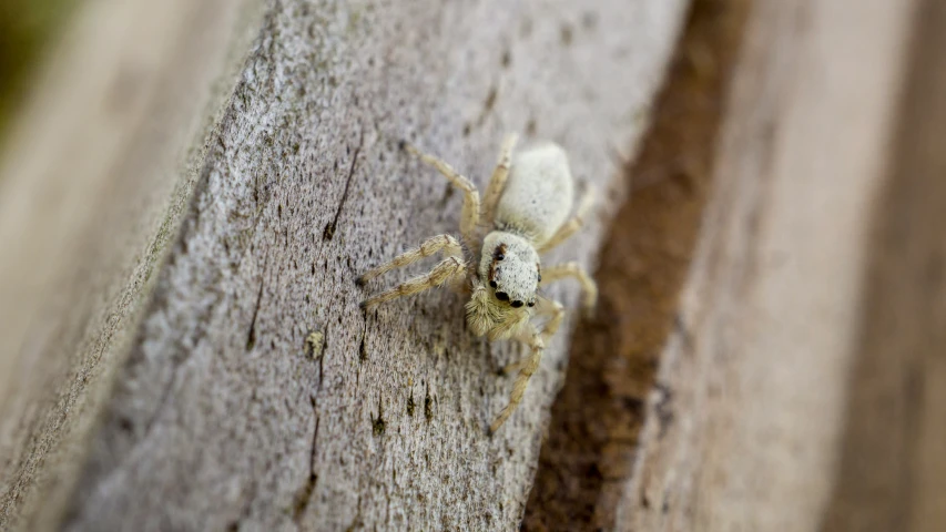 a close up s of a white spider with very long legs and legs