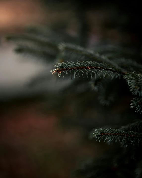 a pine nch with an orange tip is in the dark