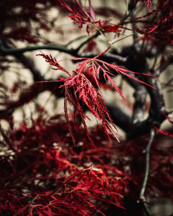 the nch and leaves are very red