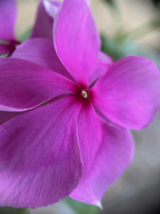 close up of a bright pink flower with petals