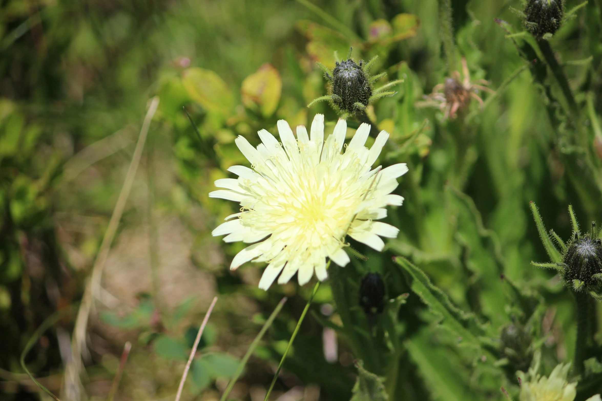 this is a small daisy blooming in the grass