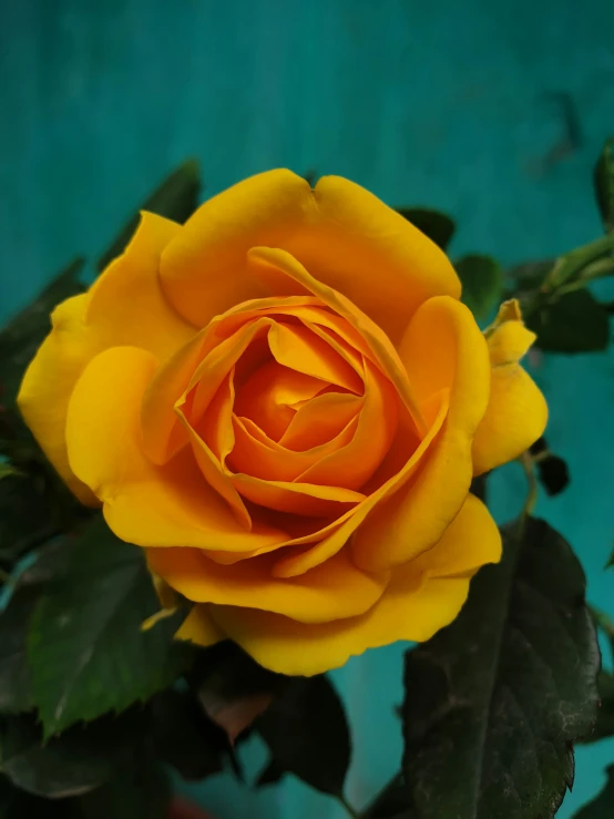 an orange rose is in a bouquet of flowers