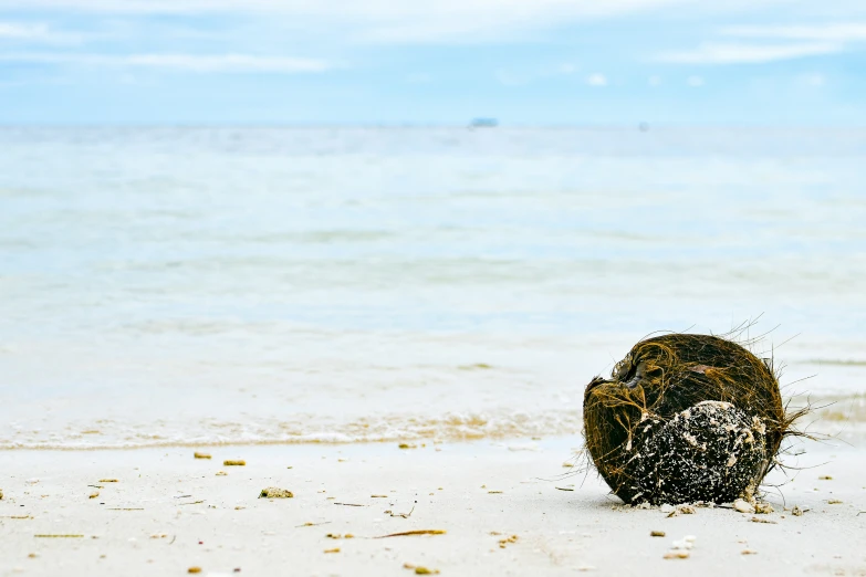 a coconut on the sand by the ocean