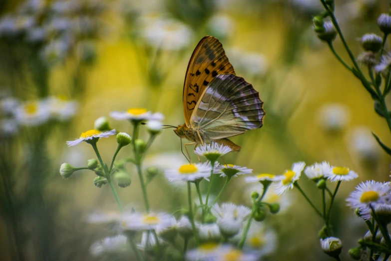 a erfly sitting on top of a field of daisies