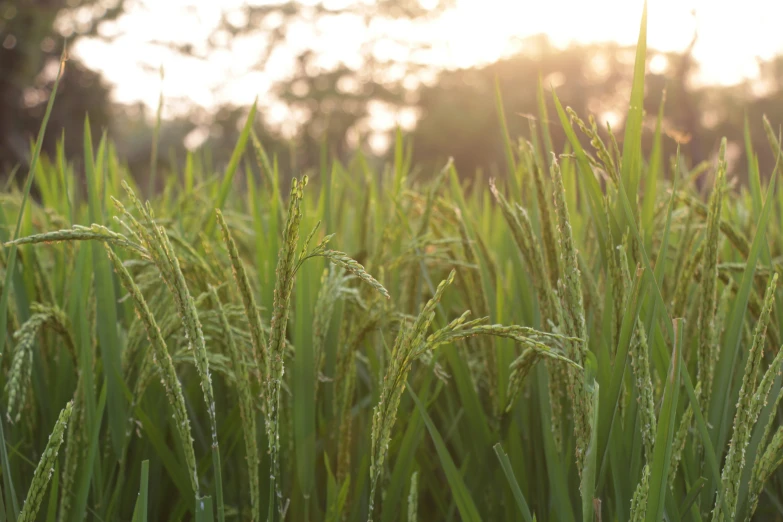 close up view of a field with grass