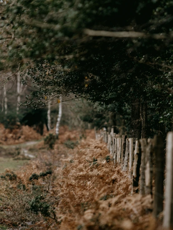 a brown cow walking down a long path by trees