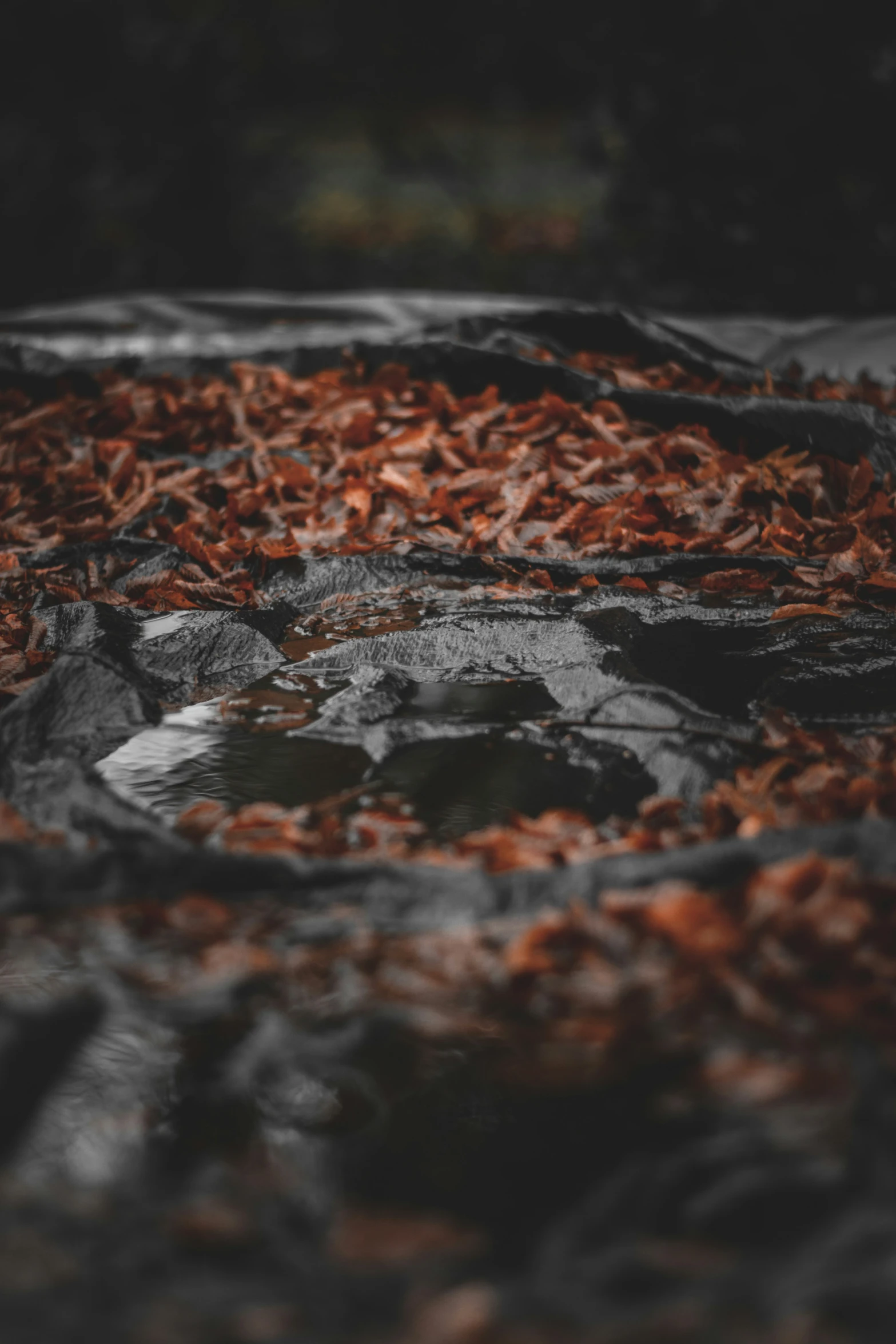 a bunch of leaves that are sitting on a pile