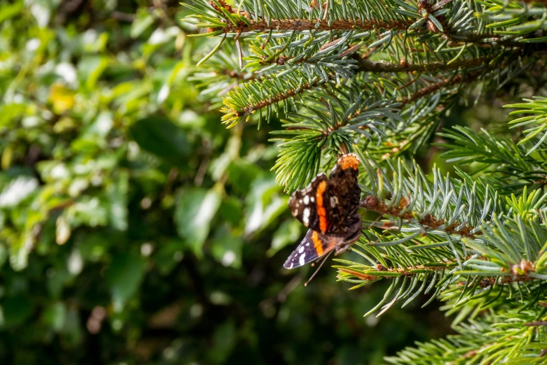 a small colorful erfly perched on top of a pine tree