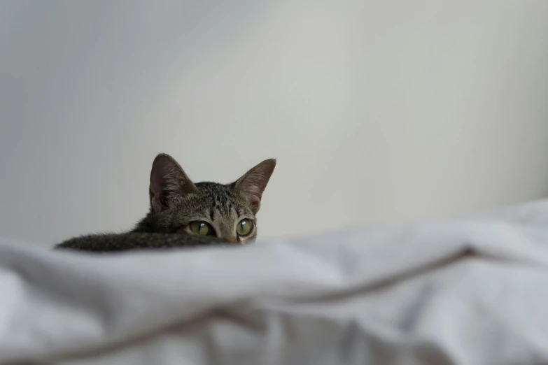 a cat that is peeking up over a bed