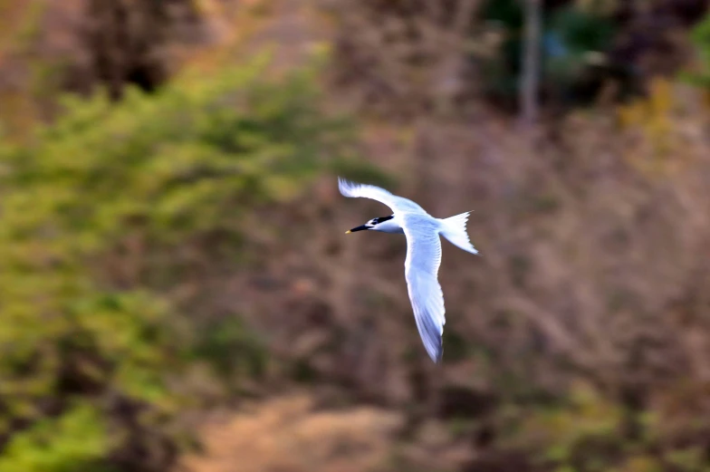 a bird is flying over a green tree