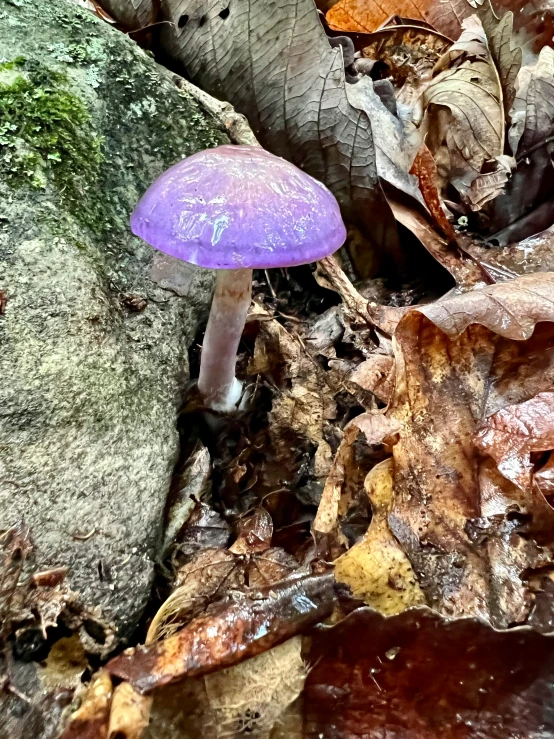 a purple mushroom is growing on the ground