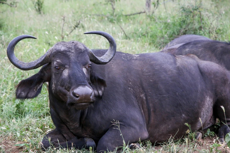 the large buffalo lies in a field with long horns