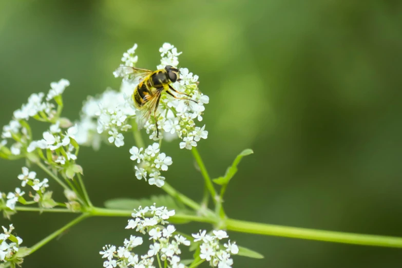 a bee sitting on top of a white flower