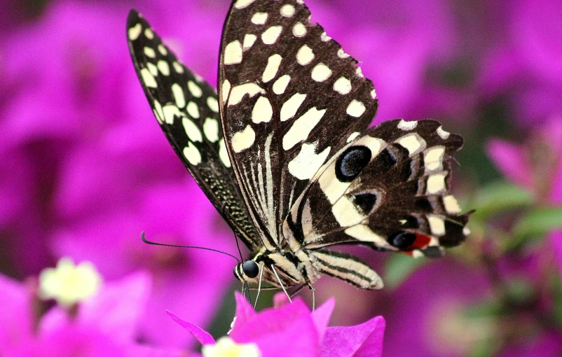 two ze erflies that are standing on some purple flowers