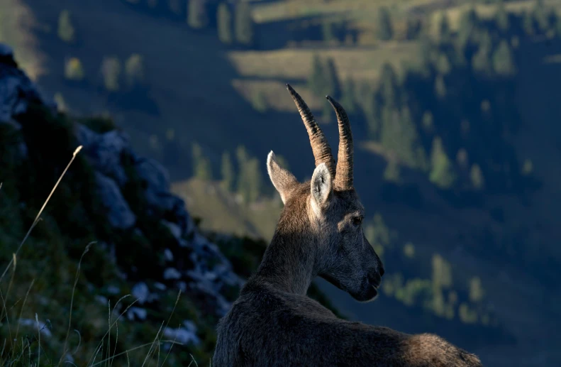 a mountain goat standing on the side of a hill