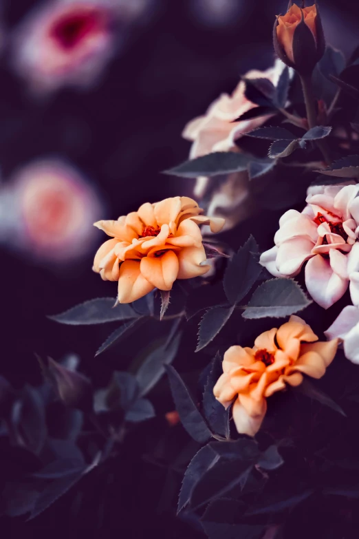 there is an orange and white flowers blooming