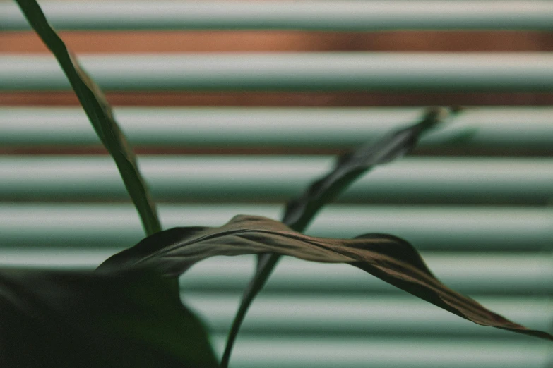 a palm plant with a long stem and thin leaves