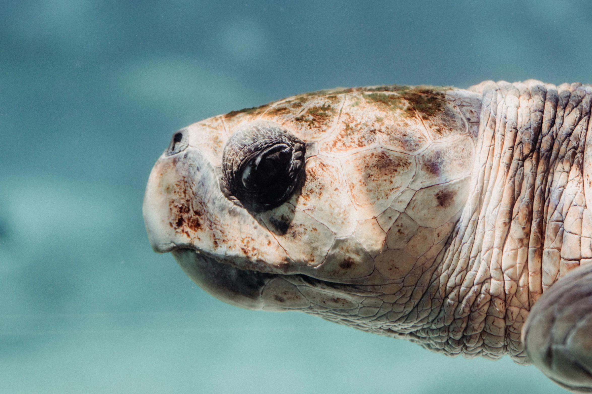 a close up of the face and body of a sea turtle