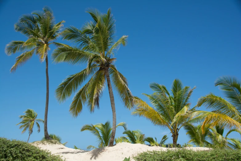 a group of palm trees against a blue sky