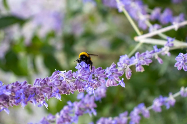 a bum sits on top of purple flowers