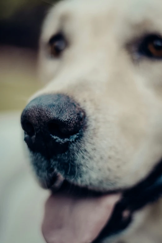 a close up po of a smiling dog with an adorable look on his face