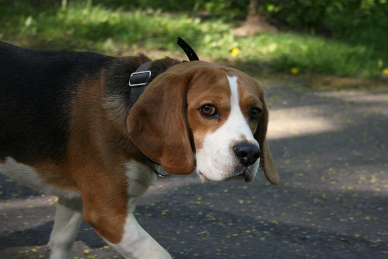 a hound walking across a road in a park