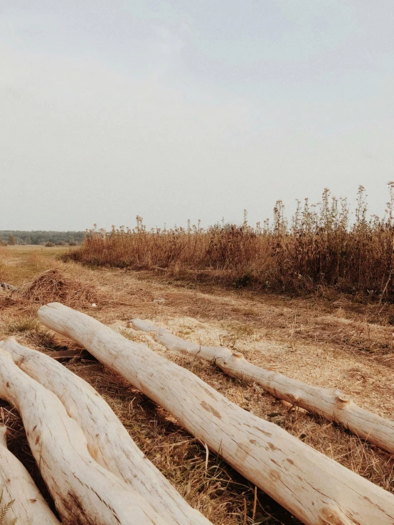 a field with dead trees that are in the middle of it