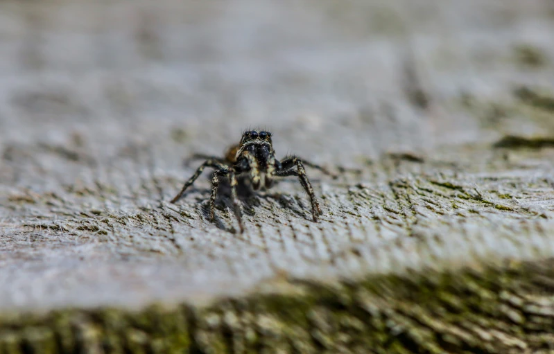 a spider on the ground, on its web - legs