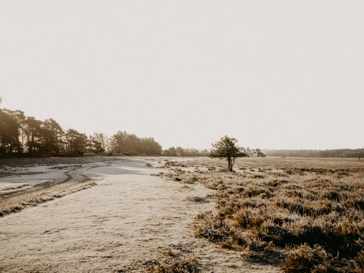 a dirt road surrounded by trees in a grass covered field