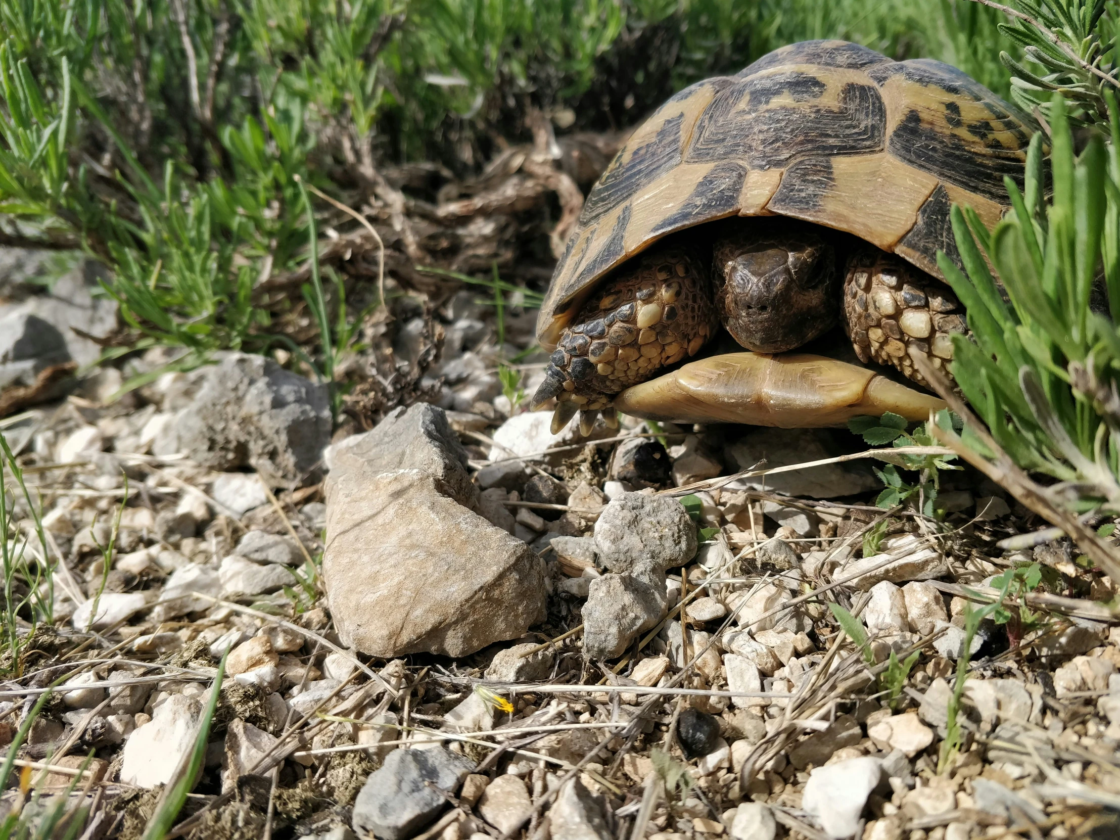 there is a small tortoise moving on the rocky ground