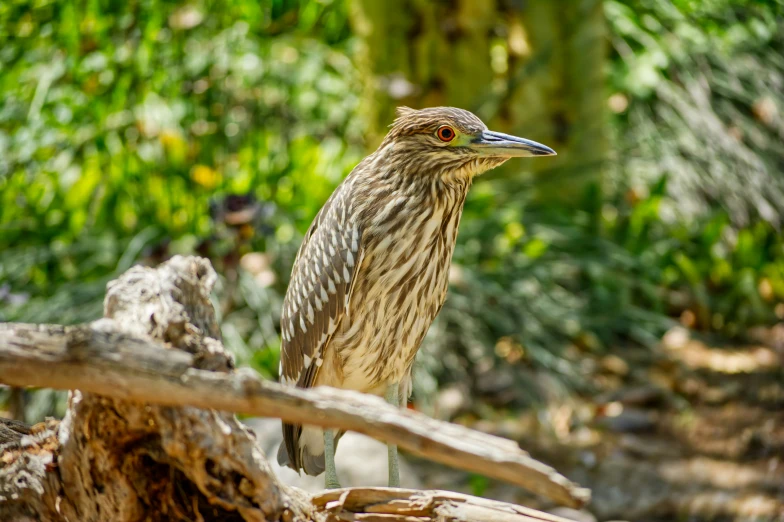 a small bird on a nch with trees in the background