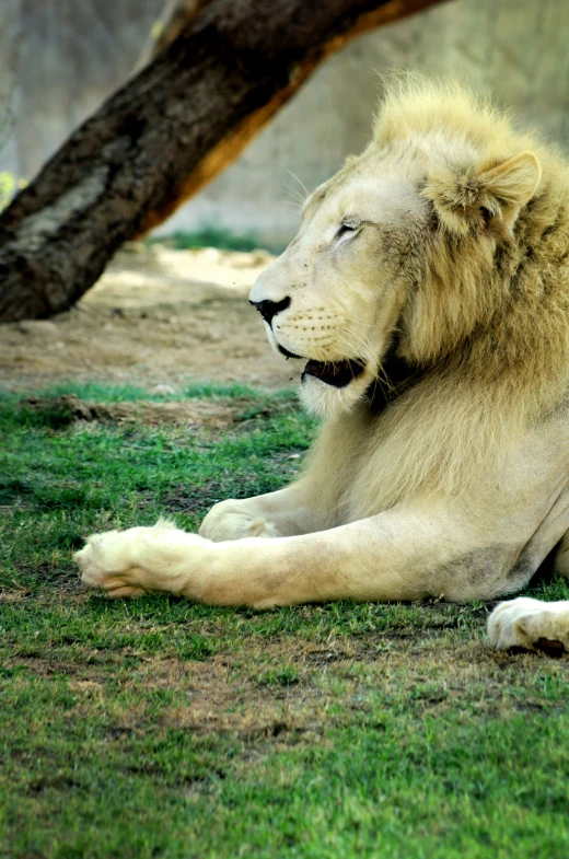 a white lion sitting in the grass in front of a tree