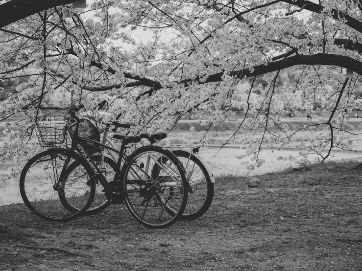 two bicycles that are parked on some grass