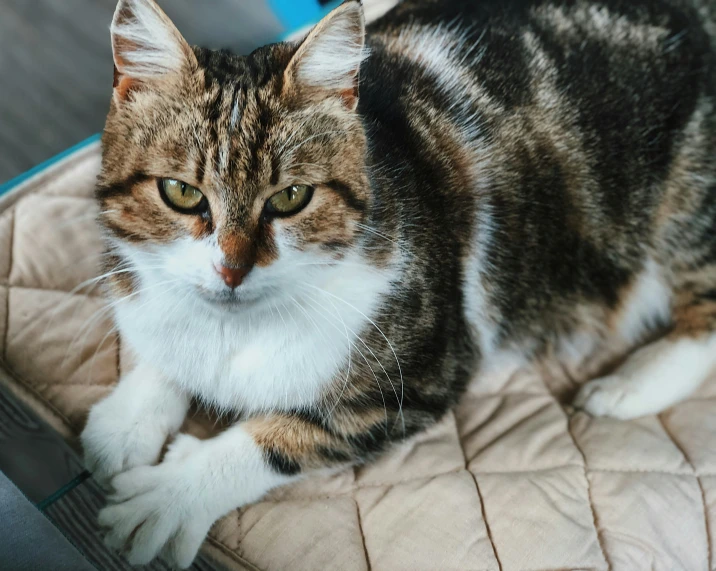 a cat sitting on a mat with one paw resting on it