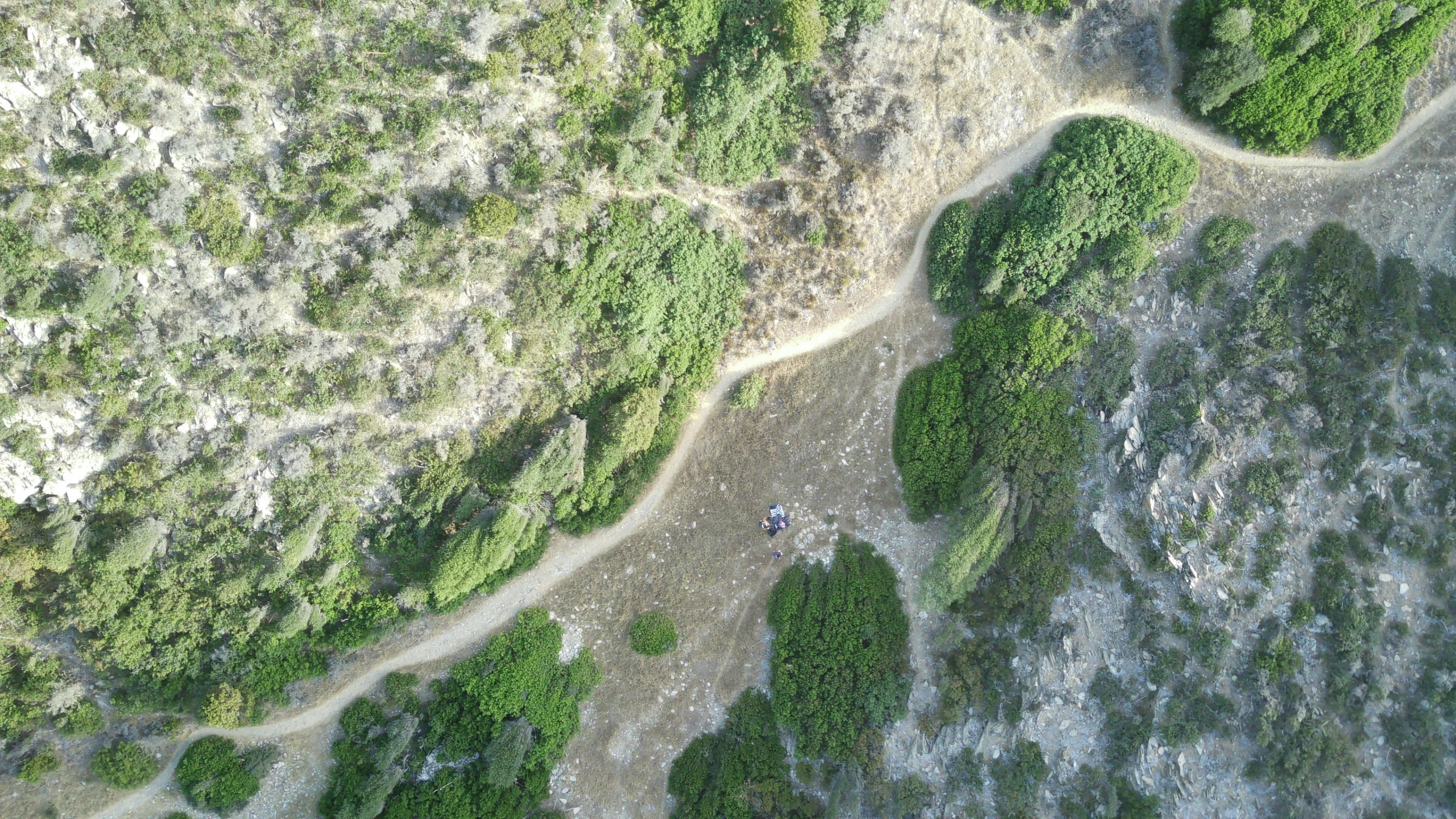 top view of a dirt road surrounded by trees