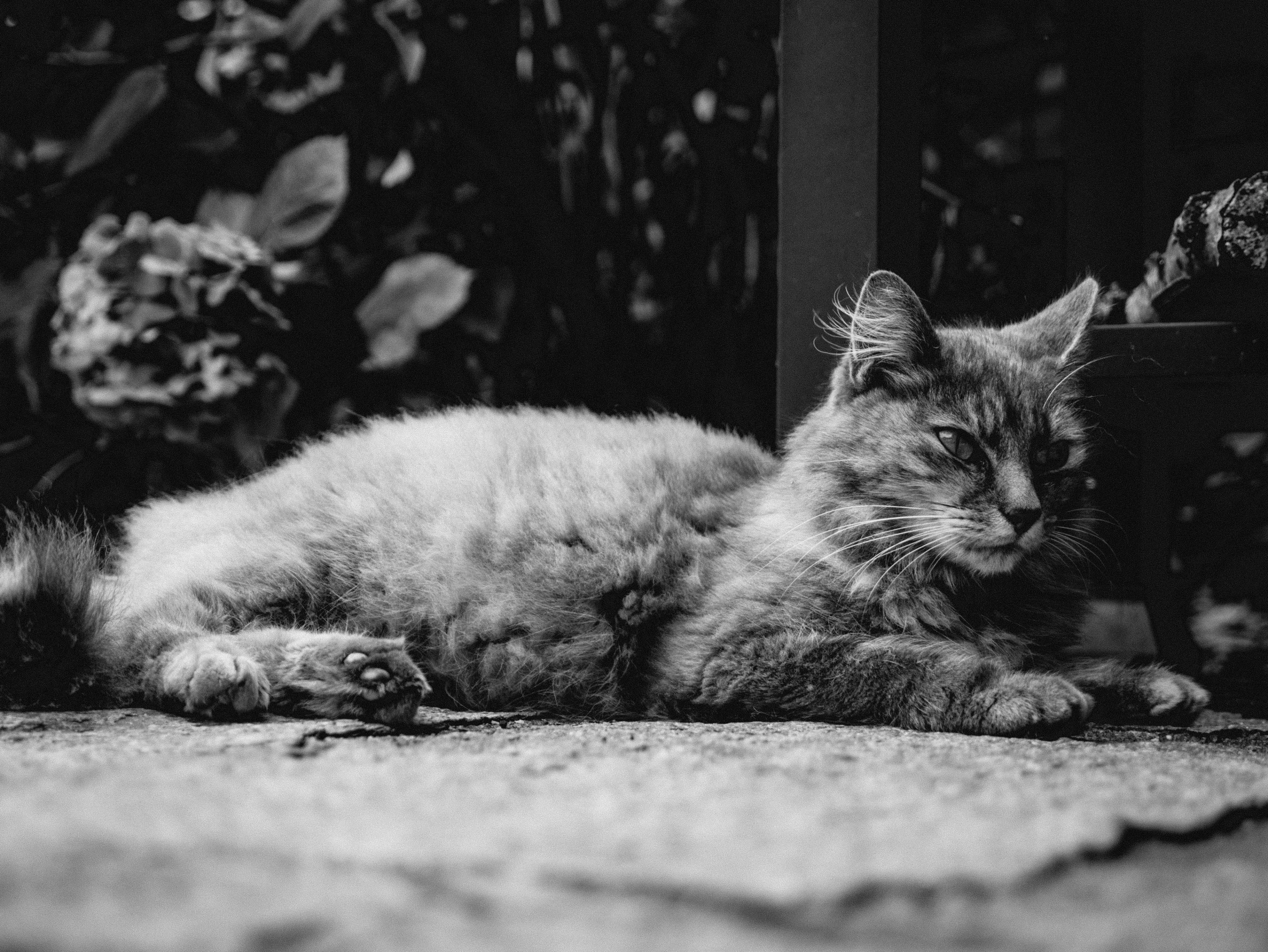 a cat is laying down on the ground