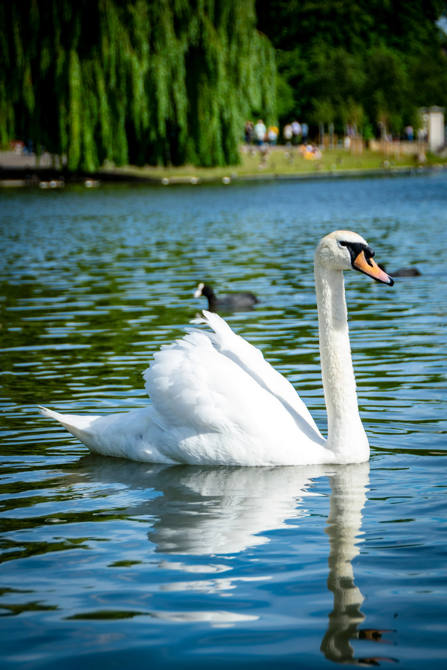 two geese floating on water with trees in the background