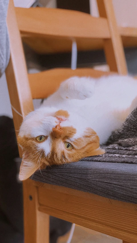 an orange and white cat laying on a wooden chair