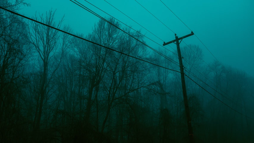 trees and telephone poles covered with fog and rain