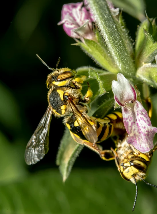 two bees are sitting on a flower while a bee hovers nearby