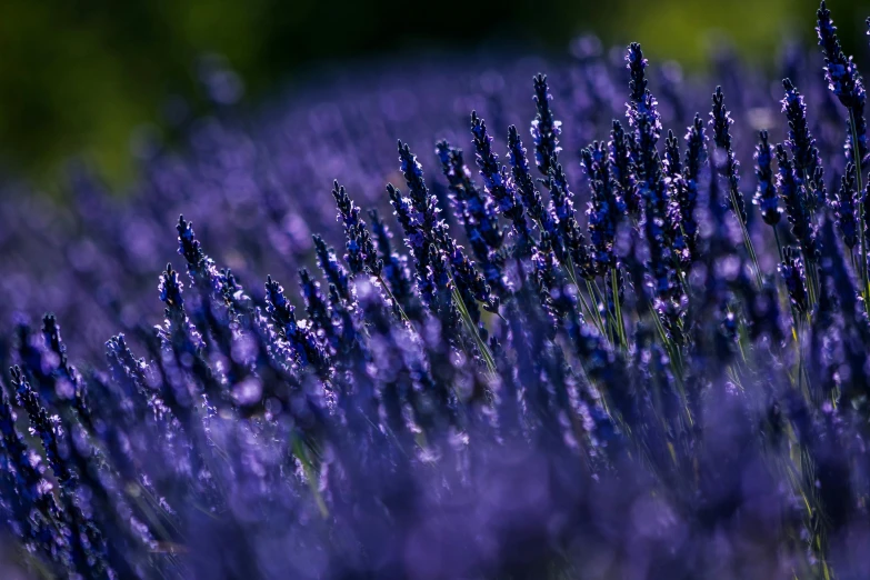 a po of a close up of flowers with blue colors