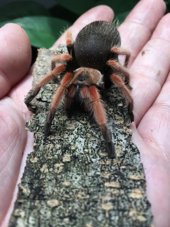 a person's hand holding a taraploid that is brown and black