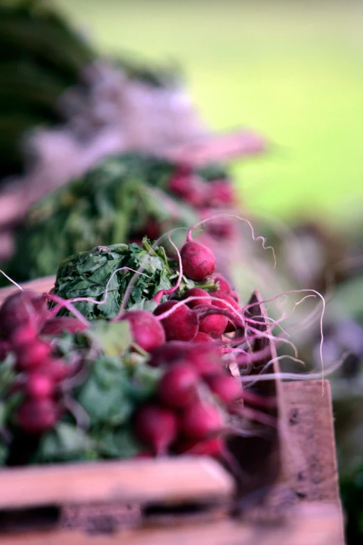 radishes and other vegetables for sale in boxes