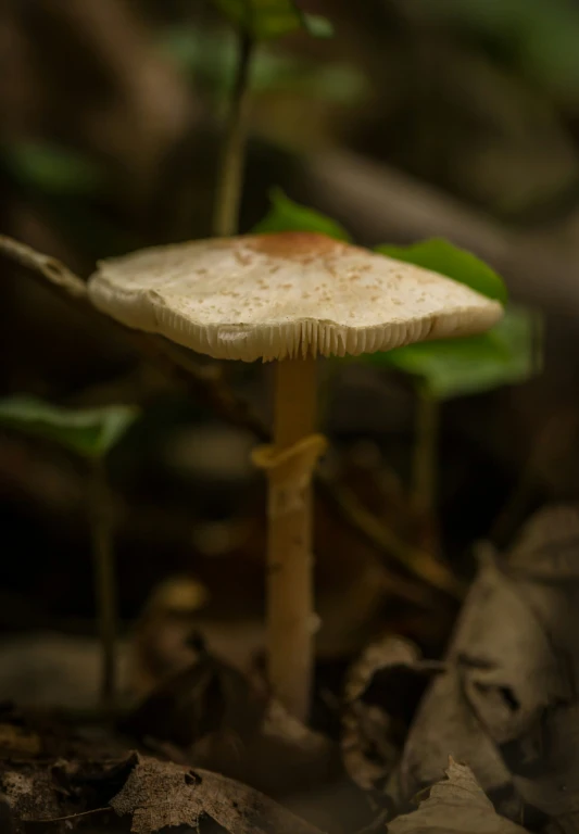 a mushroom that is on the ground in the grass