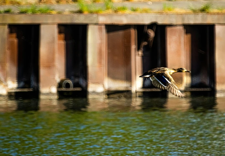 a duck flying over water next to concrete structures