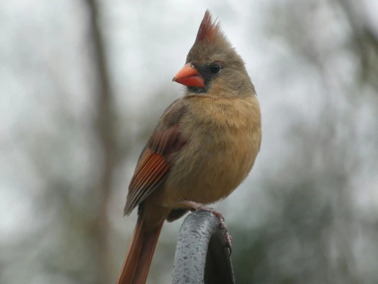 a red bird perched on top of a wooden pole