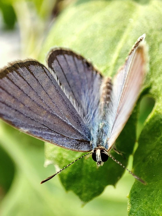 a brown and blue erfly sitting on top of a leaf