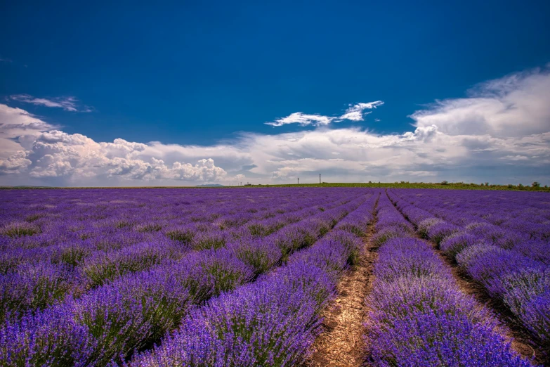 a large field with lavender plants and trees