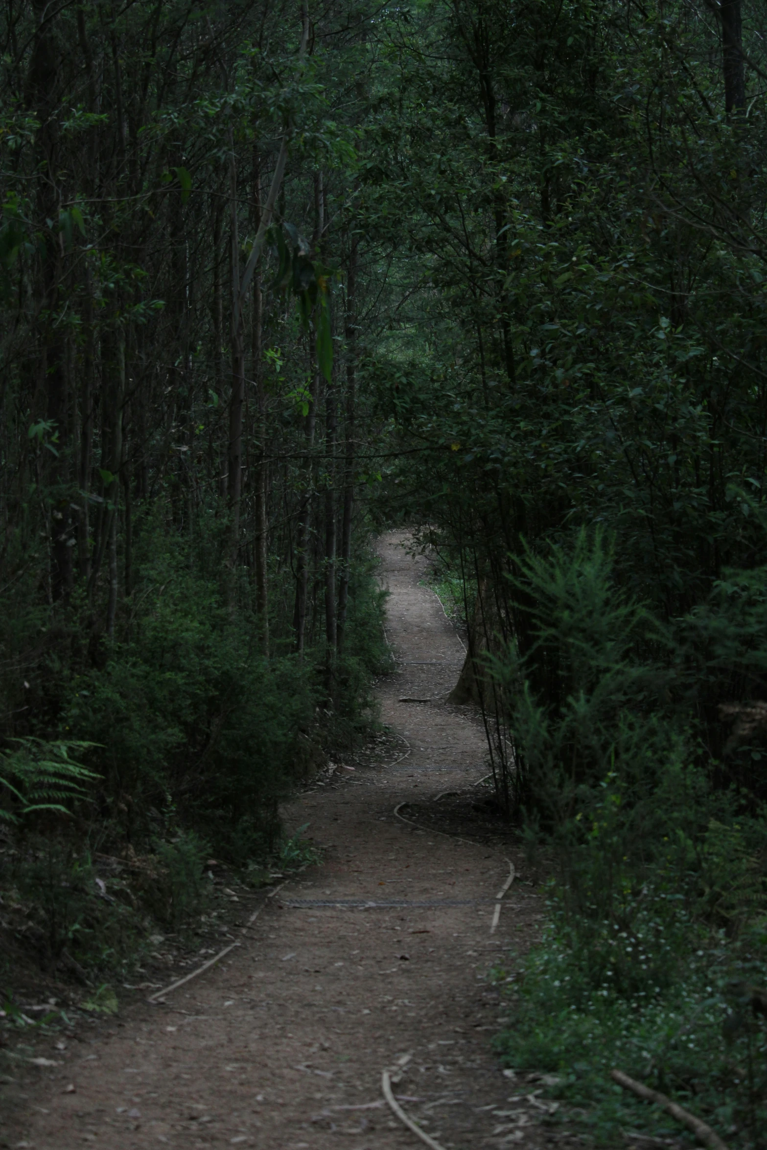 a trail way with trees, grass and dirt